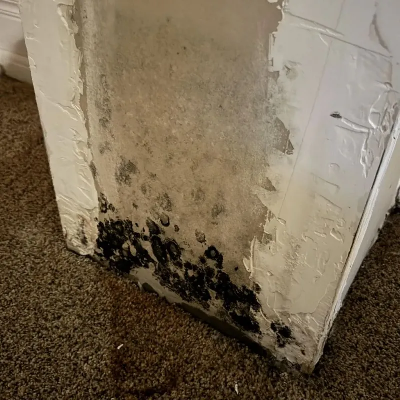 Professional Mold Removal in Dover, VT